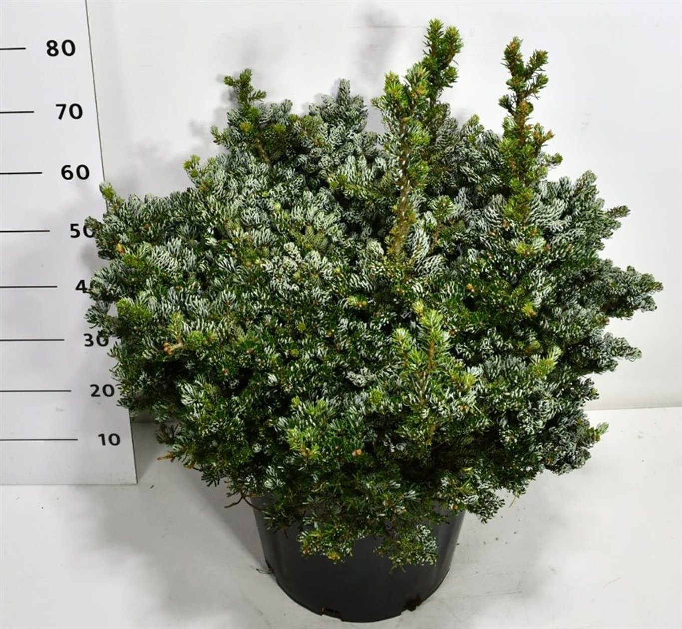 Koreagran – Abies koreana 'Kohout's Icebreaker' - C35 70-80 cm.